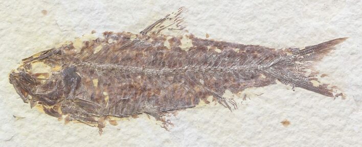 Bargain Knightia Fossil Fish - Wyoming #39669